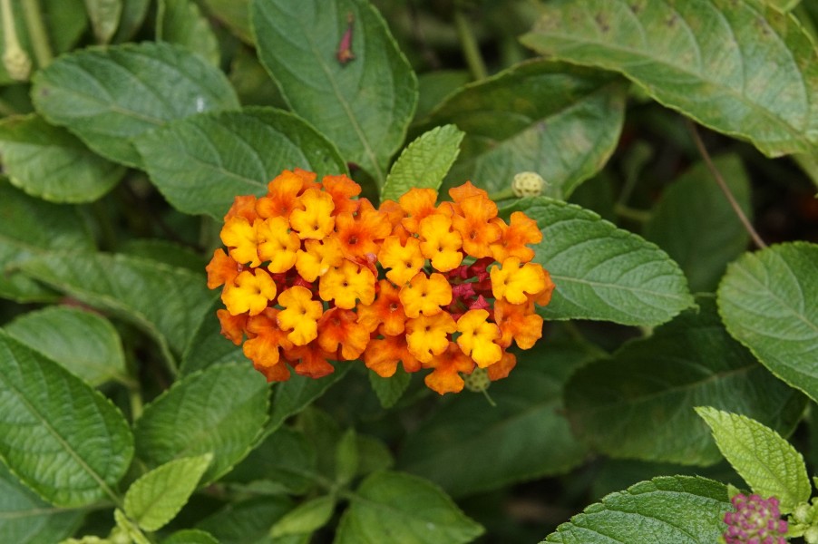 Lantana camara 2997