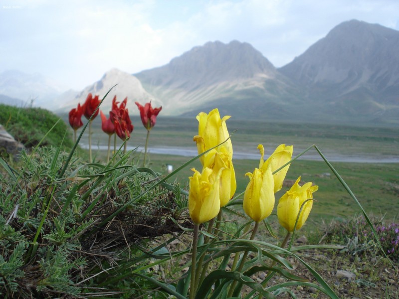 Lar, Sheng flower لار،چشمه قُرقُره،گلهای شنگه در تنوع رنگ - panoramio