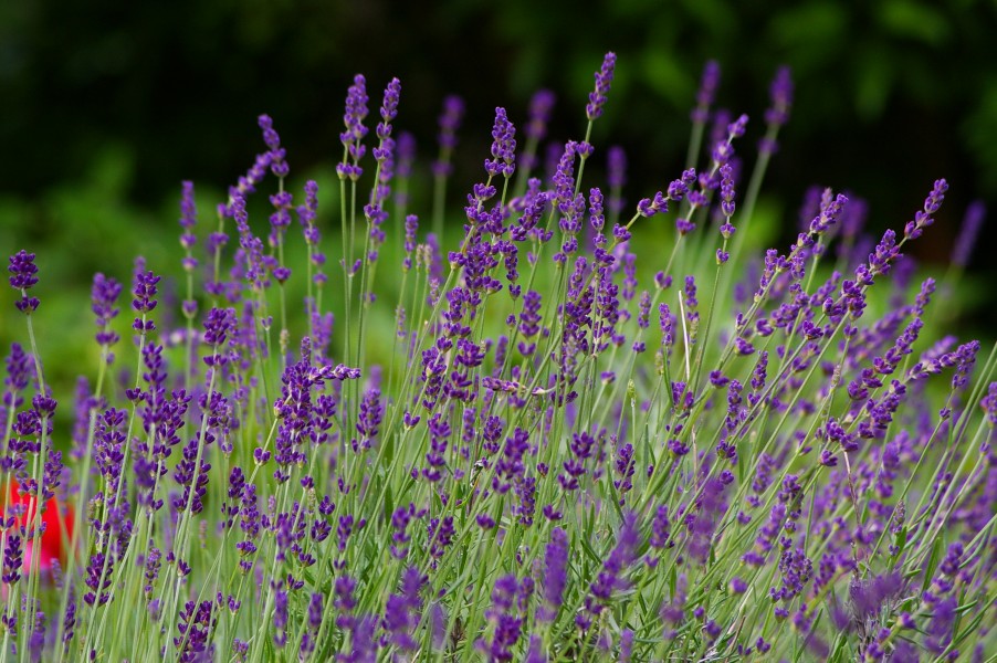 Lavendel6