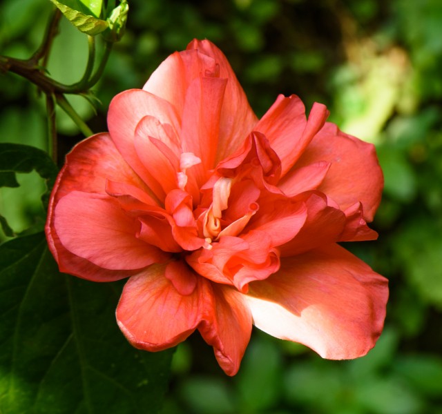 Layered-hibiscus-from-kottayam-kerala