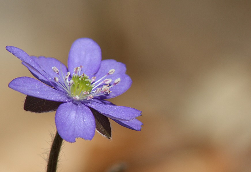 Leberblümchen-Nahaufnahme