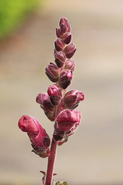 Leeuwenbek (Antirrhinum)