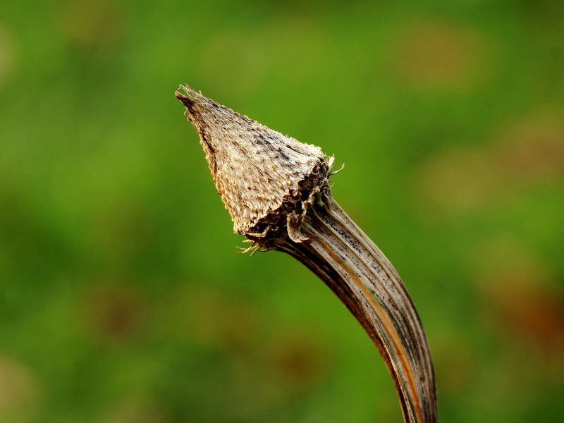 Lege zadenhouder Echinacea purpurea (zonnehoed). Locatie, tuinreservaat Jonkervallei 01