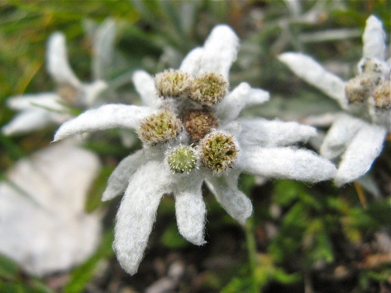 Leontopodium alpinum in Strada delle 52 Gallerie