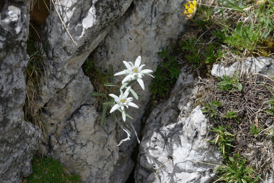 Leontopodium alpinum Stëila dla Elpes te Ncisles 2017