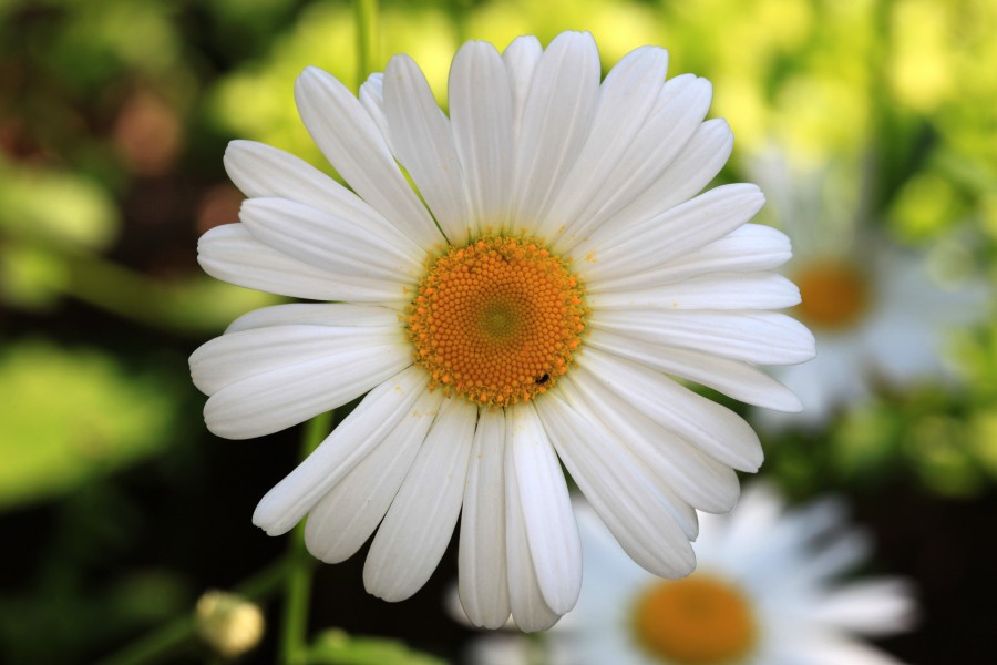 Leucanthemum vulgare hp01