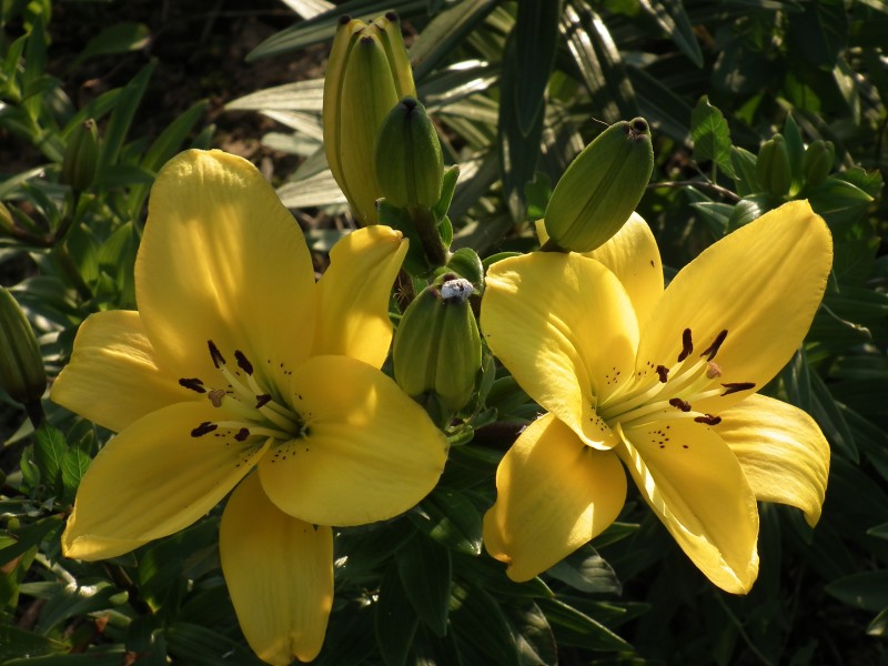 Lilienblüten in gelb