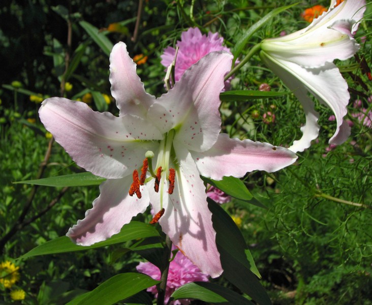 Lilium 'Marco Polo' Flower 2580px