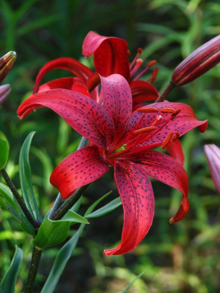 Lilium 'Nochka' 02