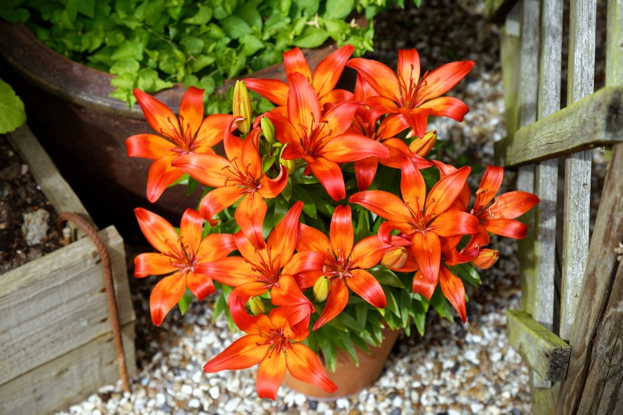 Lilium at Boreham, Essex, England 1
