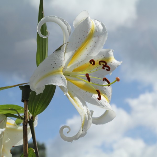 Lilium auratum-IMG 6349