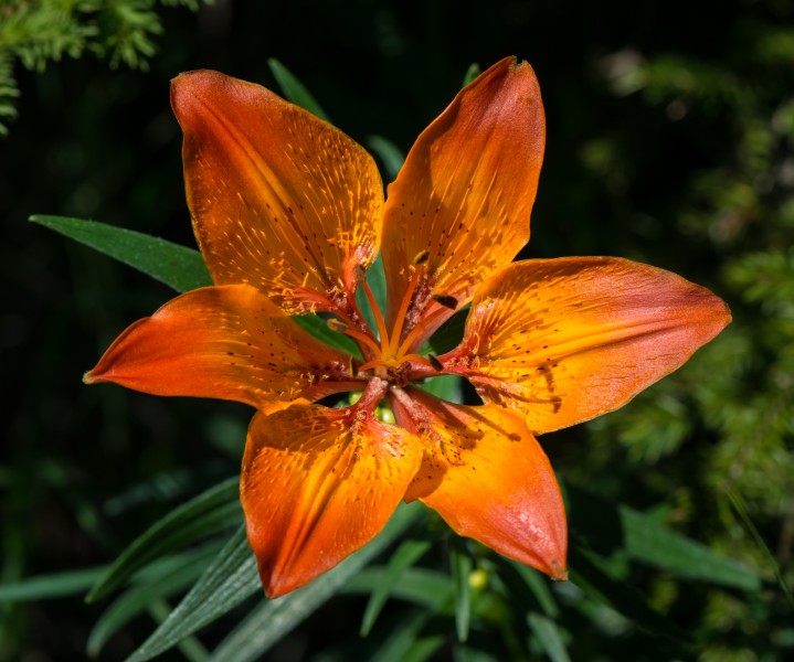 Lilium bulbiferum var. bulbiferum 01