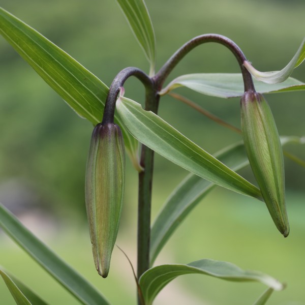 Lilium japonicum (bud s6)