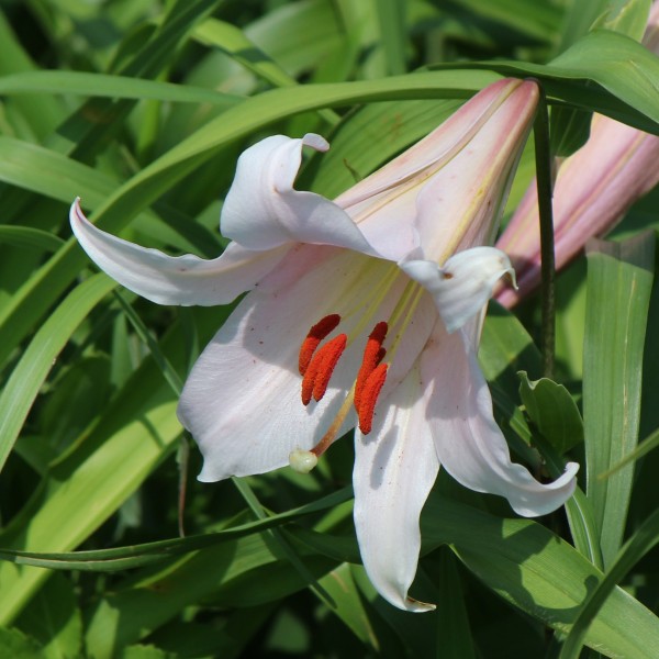 Lilium japonicum (flower s12)
