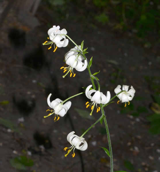 Lilium July 2013-3