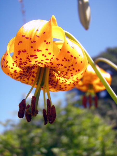 Lilium lancifolium (8744542325)