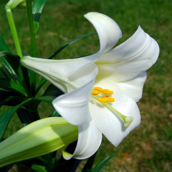 Lilium longiflorum (Easter Lily)