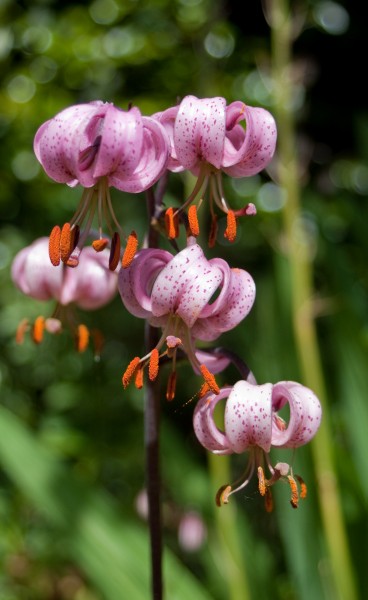 Lilium martagon (Martagon Lily)