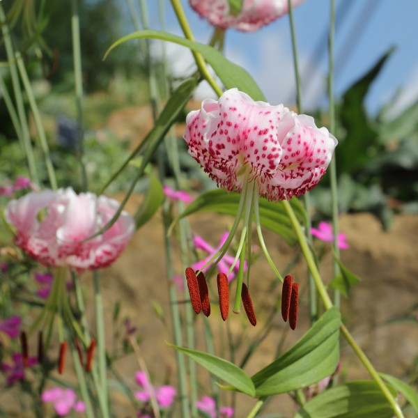 Lilium speciosum var. clivorum-IMG 6352