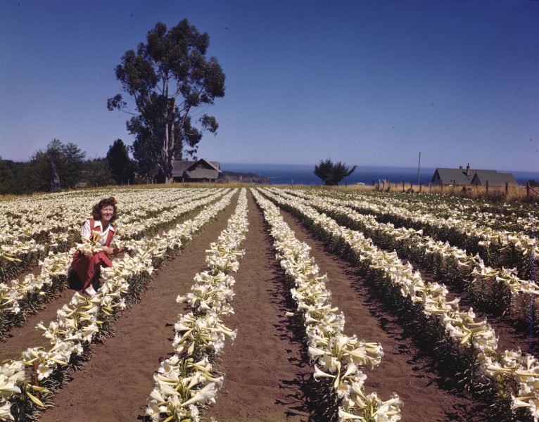 Lily field in Oregon, circa 1947 (7951524336)