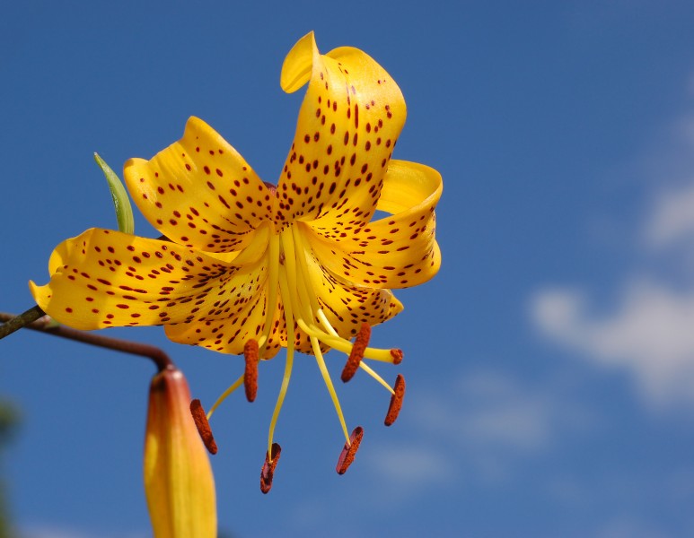 Lily Lilium 'Citronella' Flower