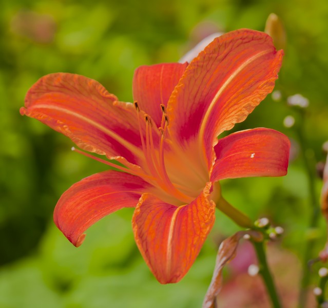 Lirio de día (Hemerocallis fulva), centro de Tallinn, Estonia, 2012-08-05, DD 01