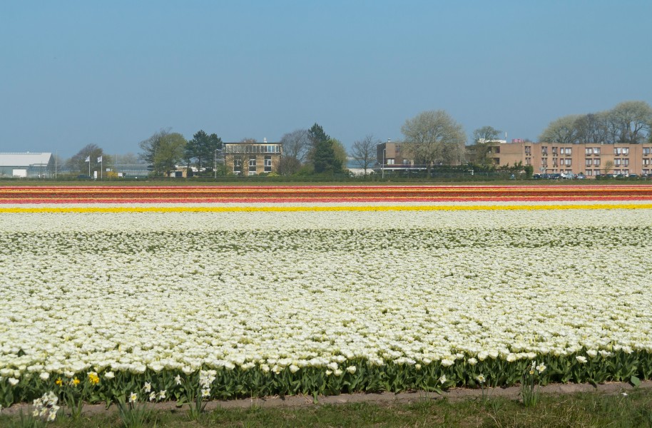 Lisse, tulpenveld in verschillende kleuren positie1 foto10 2017-04-09 15.21