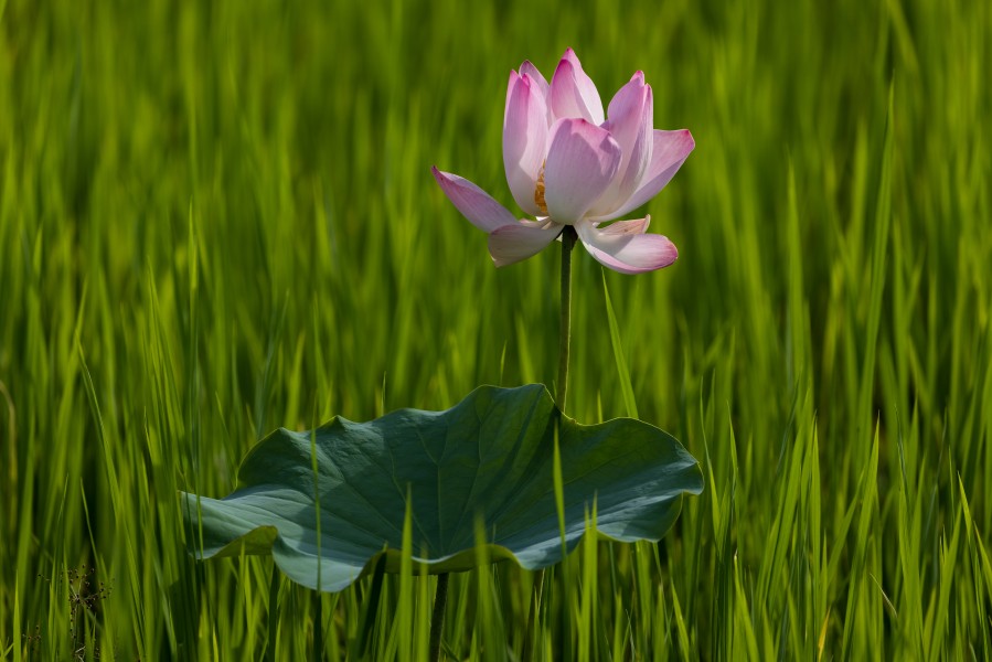 Lotus flower and leaf at sunset