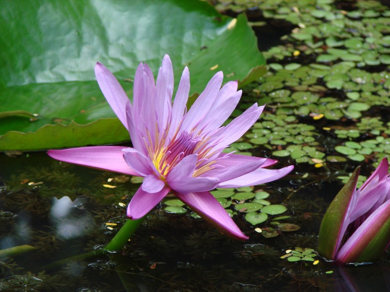 Lotus Flower at GSS 2