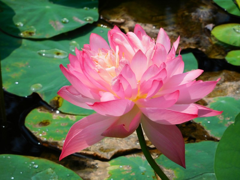 Lotus JNTBGRI