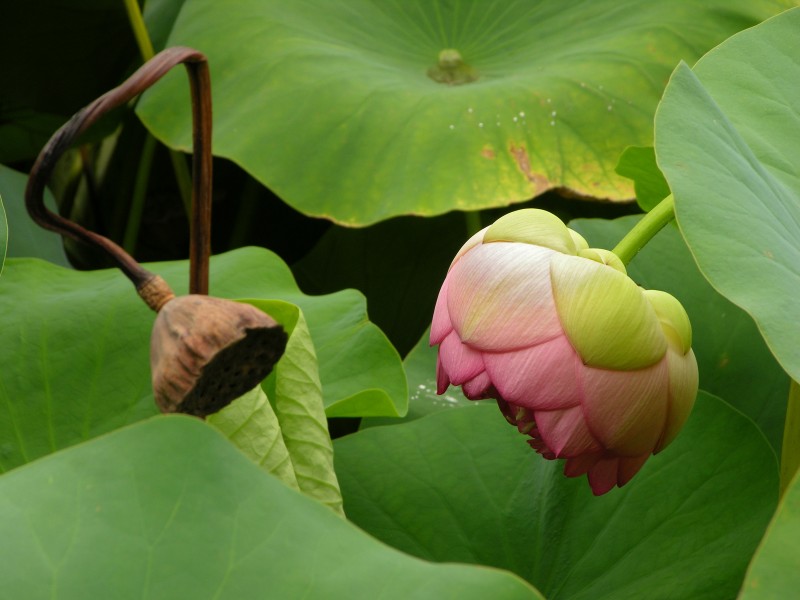 Lotus Nelumbo nucifera Blossoms 3264px