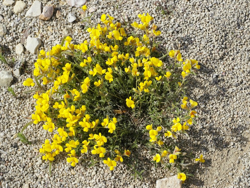 Lotus sp. (habitus)