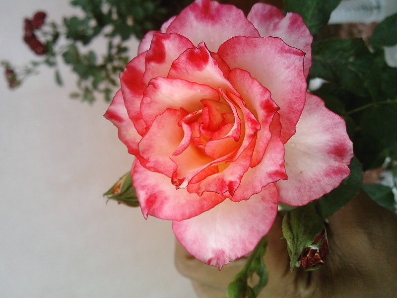 Lovely Rose
