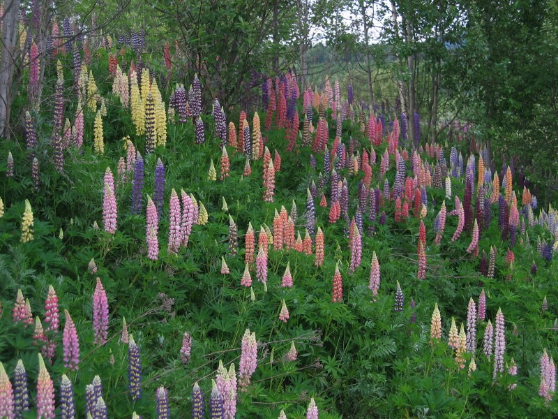 LUPINENG