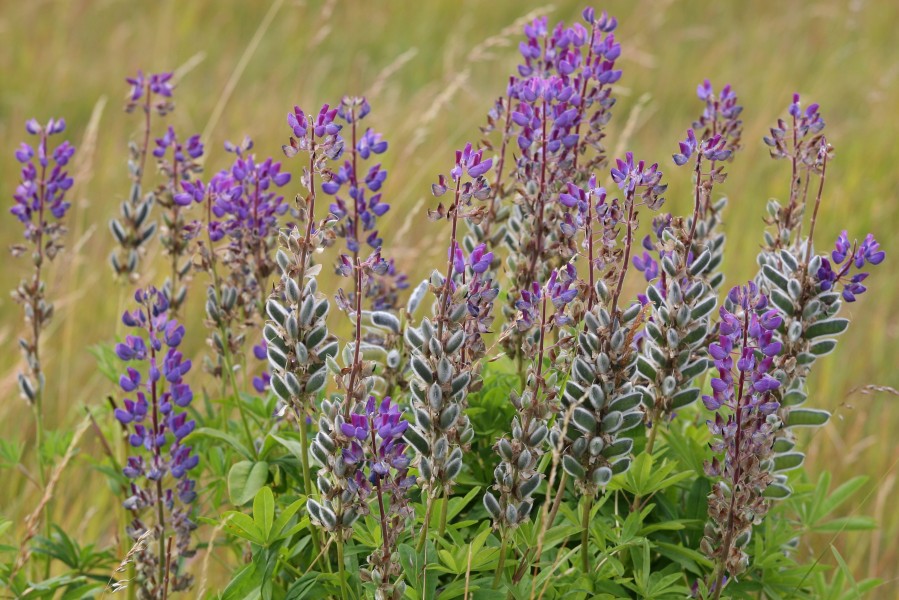 Lupinos (5452553430)