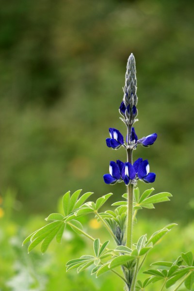 Lupinus pilosus adl2
