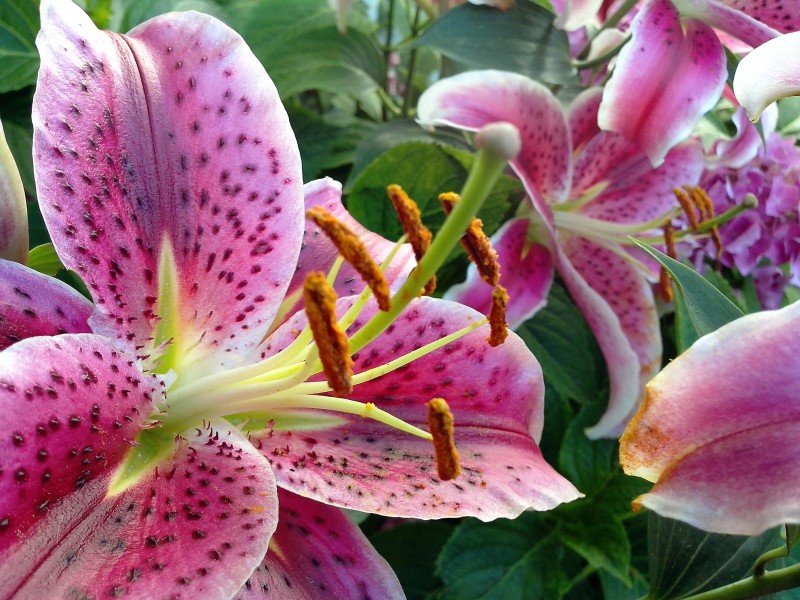 Lys