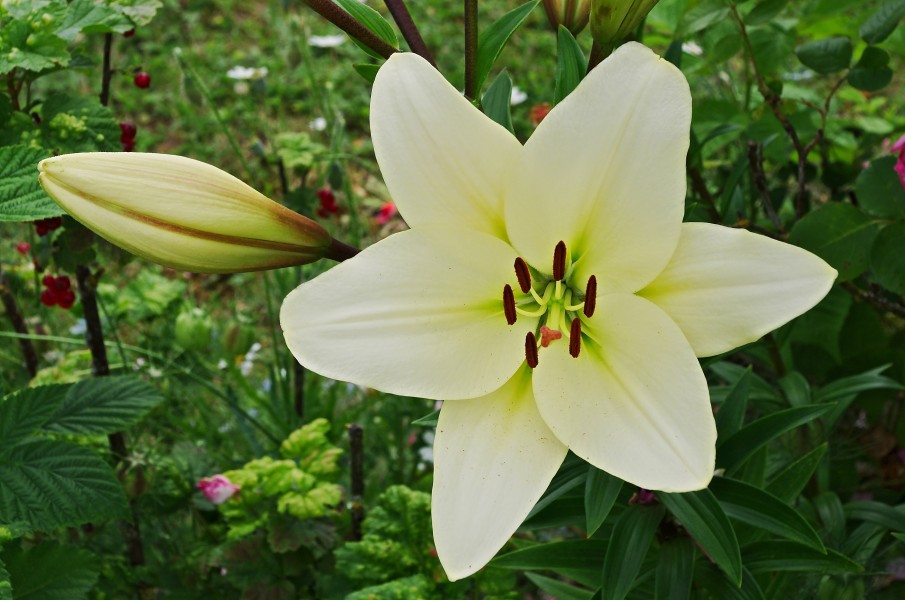 Lys blanc Fleur&bouton FR 2012rt