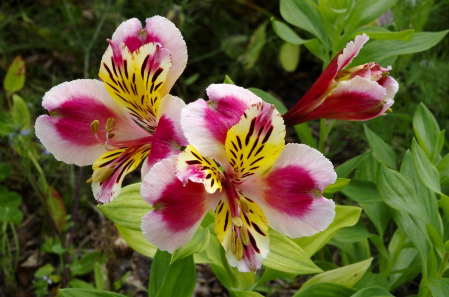 Lys des Incas FR 2012