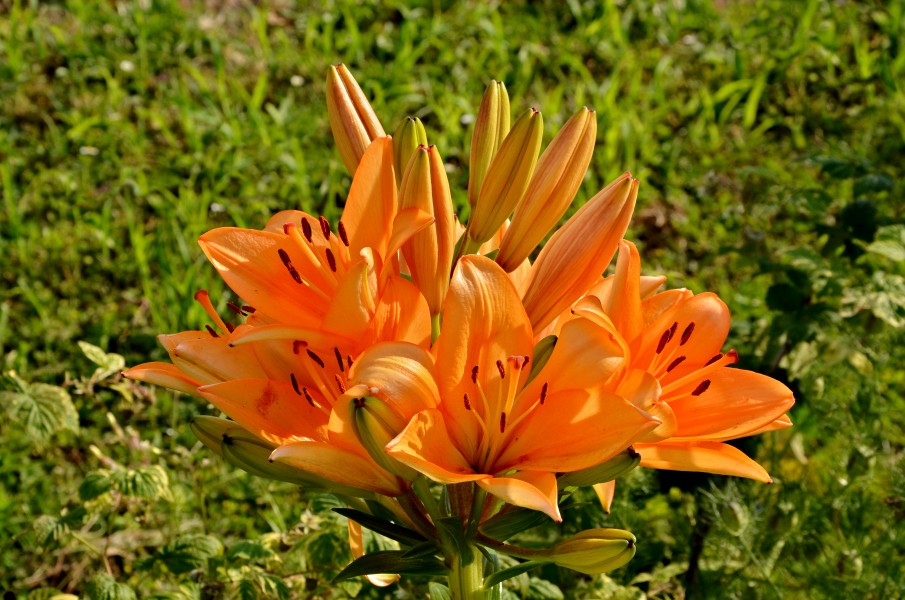 Lys orange fleurs&boutonsFR 2014