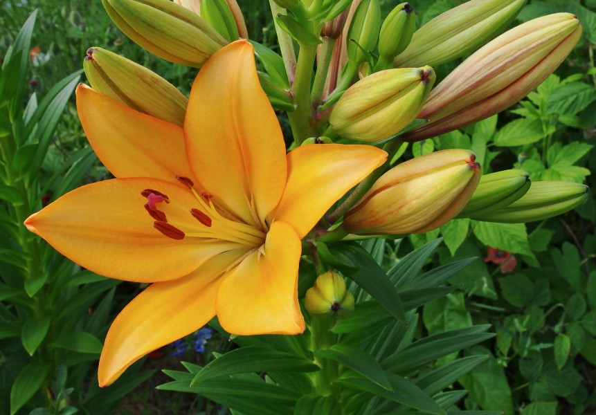 Lys orange FR 2012