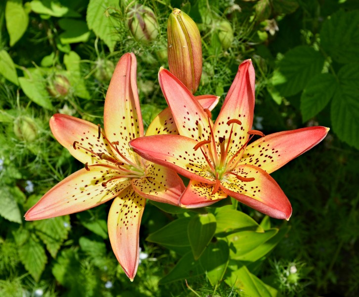 Lys tacheté FR 2013