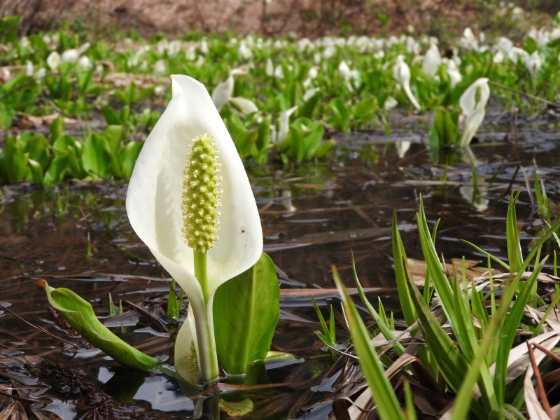 Lysichite blanc à Shiramine (Hakusan) - 08 - 2016-04-25