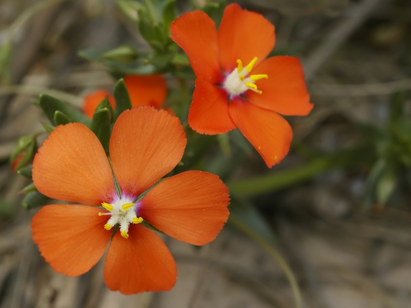 Lysimachia monelli (flowers)