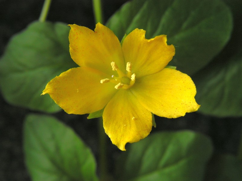 Lysimachia nummularia20140609 48