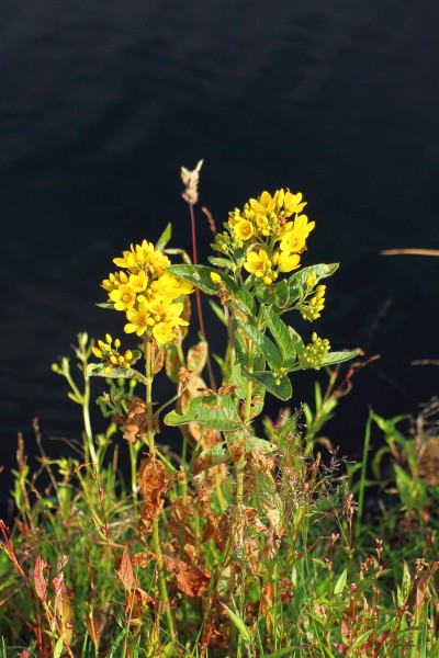 Lysimachia vulgaris in Nationaal Park De Alde Feanen, Locatie It Wikelslân 032