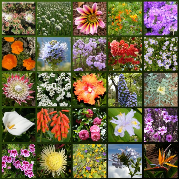 Madeira-flowers hg