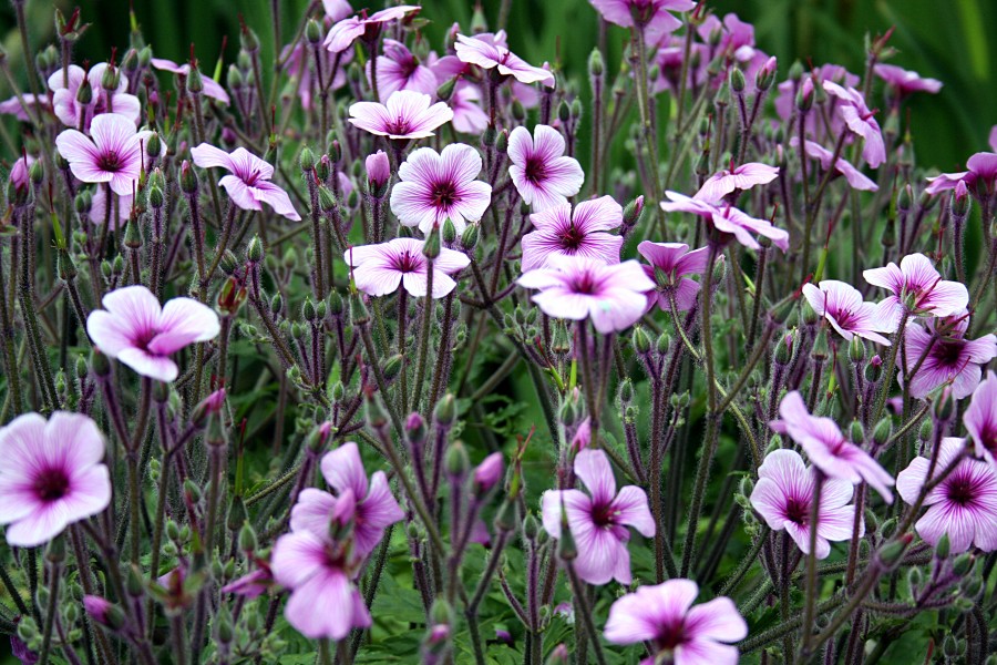 Madeira, Palheiro Gardens - Geranium maderense IMG 2314