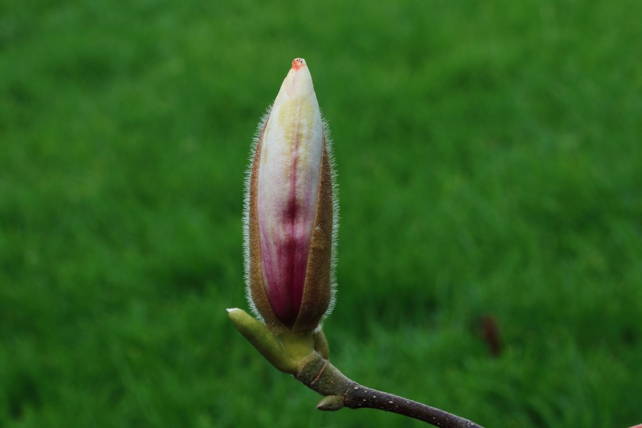 Magnolia ( beverboom) 02