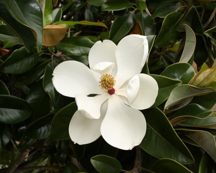 Magnolia grandiflora - flower 1